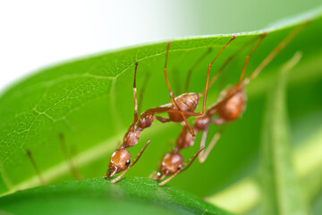 Closeup Red ants build their nests on green leaves.