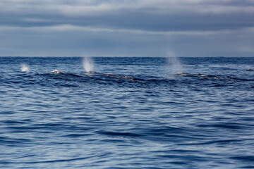 Three sperm whales breathing under water. Spray of whales.