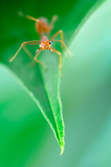 Closeup Red ants build their nests on green leaves.