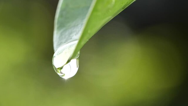 Water droplets falling on fresh green leaf reflect sunlight in morning nature background, Macro shot in slow motion. Concept of Saving Environment, Clean Planet, Ecology, World Earth Day.
