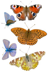 A set of day butterflies peacock's eye Aglais io, mother-of-pearl large forest Argynnis paphia,...