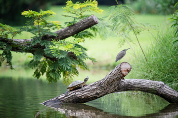 egret perched on a branch in the middle of the water.