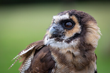 Brown Wood Owl 2
