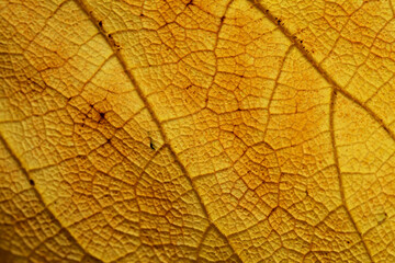 dead yellow leaf texture with veins and dark patches, natural macro background
