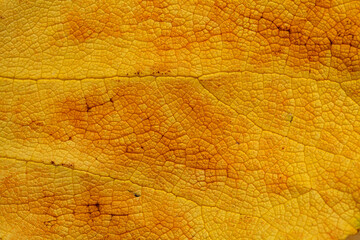 dead yellow leaf texture with veins and dark patches, natural macro background
