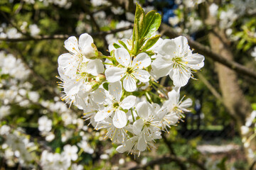 Kwiaty czereśni w słońcu 