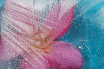 Ice texture with pink frangipani, Plumeria rubra, flower frozen within