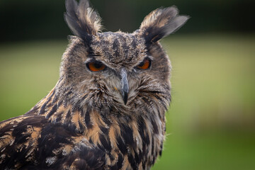 Eagle Owl 1