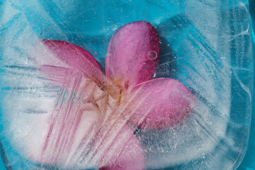 Ice texture with pink frangipani, Plumeria rubra, flower frozen within
