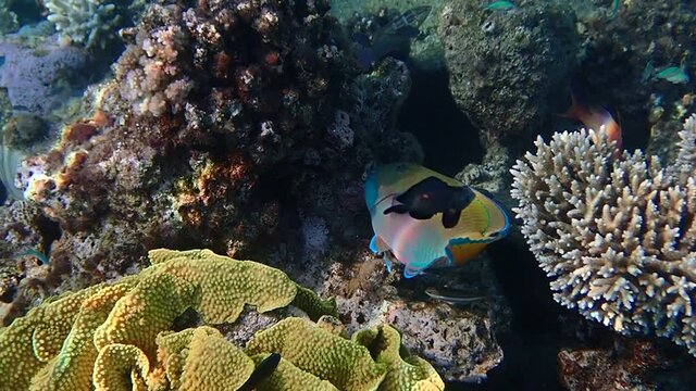 Parrot-fish is named due to its beak-like dental bone with strong teeth and brilliant coloration patters, it inhabits coral reefs together with other exotic fish