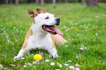 Portrait of happy and cute American Staffordshire Terrier