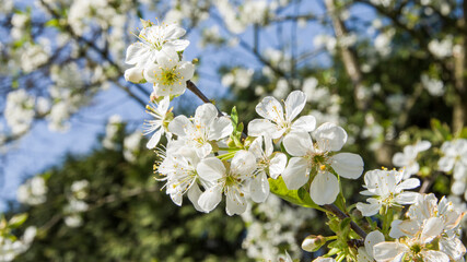 Kwiaty czereśni w słoneczny dzień