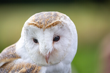 Barn Owl 1