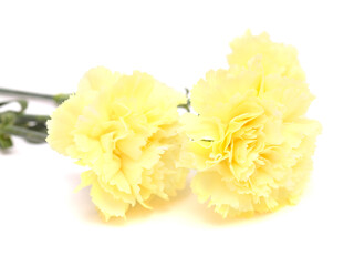 beautiful pale yellow Carnation flowers isolated on plain background
