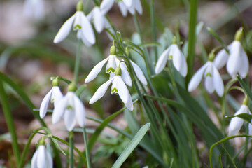 In the forest in spring snowdrops (Galanthus nivalis) bloom