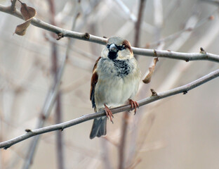 Sparrows (Passer) are sitting on a branch