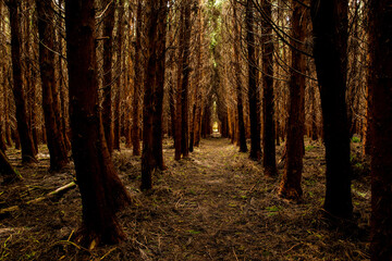 Fototapeta premium Black forest mysterious landscape. Travel Azores.