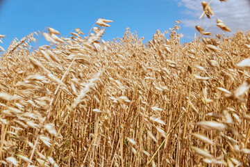 Ripe golden wheat growingin the field