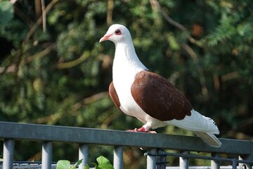 close up portrait of a beautiful brown and white dove on a fence
