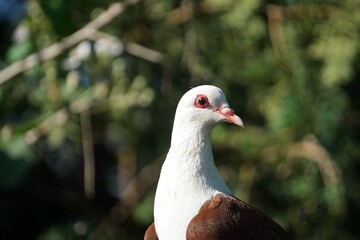 close up portrait of a beautiful brown and white dove on a fence