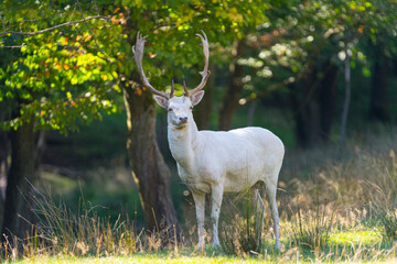 Weißer Hirsch