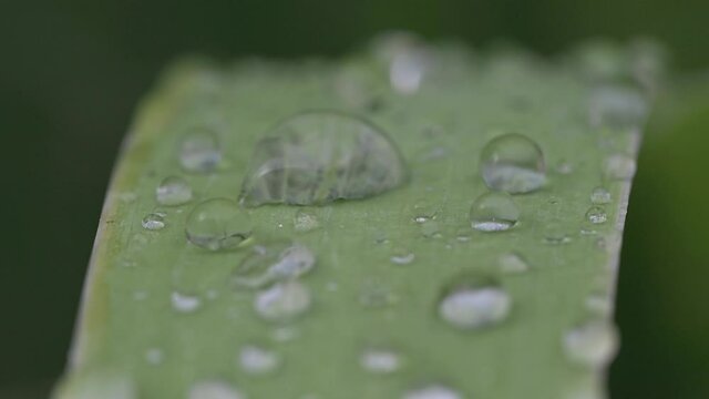 goccioline su pianta verde in 4k