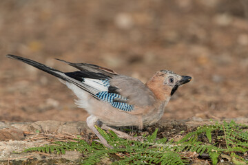 Eurasian jay perched on forest ferns (garrulus glandarius)