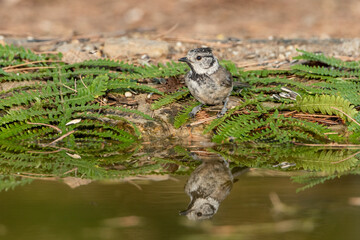 crested tit perched on the pond floor next to the ferns
