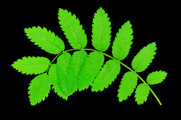 Fototapeta na wymiar green rowan leaves isolated on black background