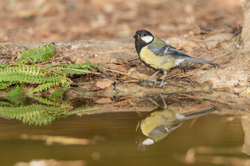 great tit reflected in the forest pond (Parus major) 