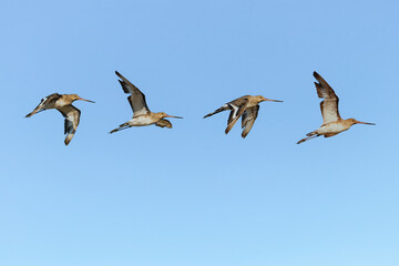 Photo Composition of Black-tailed godwit (Limosa limosa) in flight