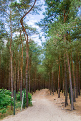 Droga leśna an wydmy