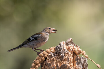 chaffinch perched on a dry branch 