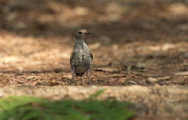 juvenile chaffinch on the park ground  (Fringilla coelebs) 