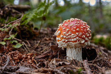 Fly agaric, Fly amanita (Amanita muscaria), poisonous mushroom in forest