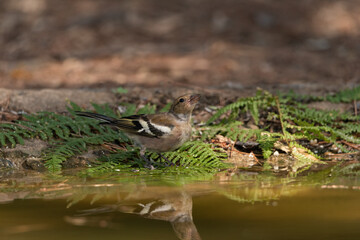 chaffinch drinking and reflected in the pond in the park (Fringilla coelebs) 