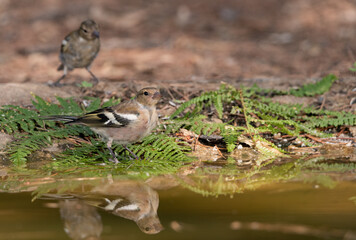 chaffinch drinking and reflected in the pond in the park