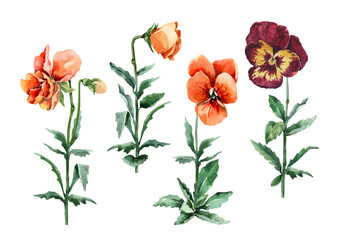 Set of isolated elements of garden pansy flowers. Orange wild flowers on stems with buds and green leaves. Hand-drawn watercolor on a white background for cards, invitations, postcards, prints.