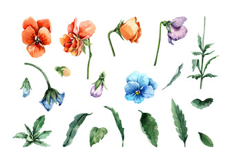Set of isolated elements pansy flowers with buds, petals, stems with green leaves. Floral clipart of bright wildflowers. Hand-drawn watercolor on a white background for cards, invitations, print.