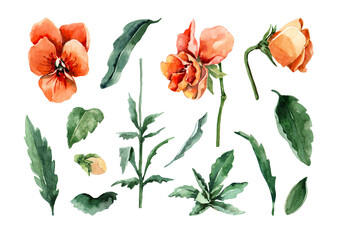 Set of isolated floral elements of orange bright blossoming pansy flowers, buds, green leaves on stems. Hand drawn watercolor painting on white background for cards, invitations, postcards, print.