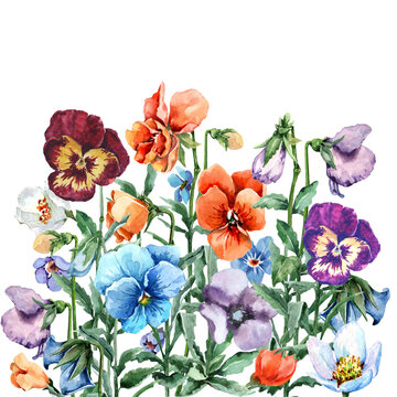 Bright garden pansy flowers with buds, green leaves and stems on a white background. Hand drawn watercolor painting on white background. Composition for cards, wedding invitations, background.