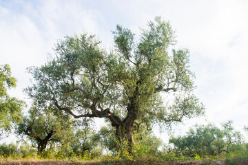 drzewo oliwne - obrazy, fototapety, plakaty