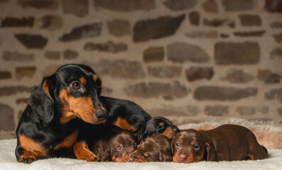 portrait of a beautiful, cute, gentle dachshund puppy