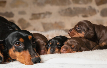 portrait of a beautiful, cute, gentle dachshund puppy