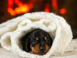 portrait of a beautiful, cute, gentle dachshund puppy