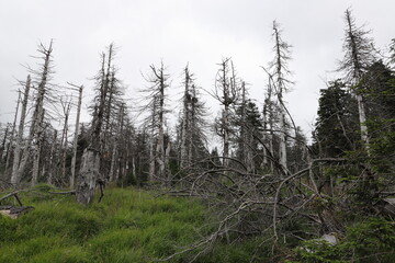 Forest dying on the Brocken in the Harz Germany