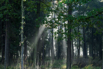 Słońce w lesie