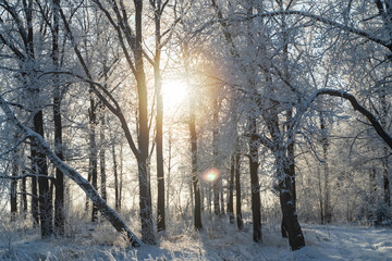 Winter forest on a frosty sunny day
