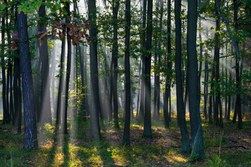 Fototapeta premium Gra świateł w lesie