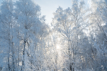 Obraz na płótnie Canvas Winter forest on a frosty sunny day